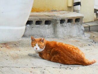 Kuzey Kore Hakkında Bilmeniz Gerekenler