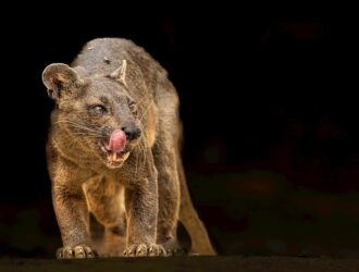 Madagaskar Hakkında Bilmeniz Gerekenler