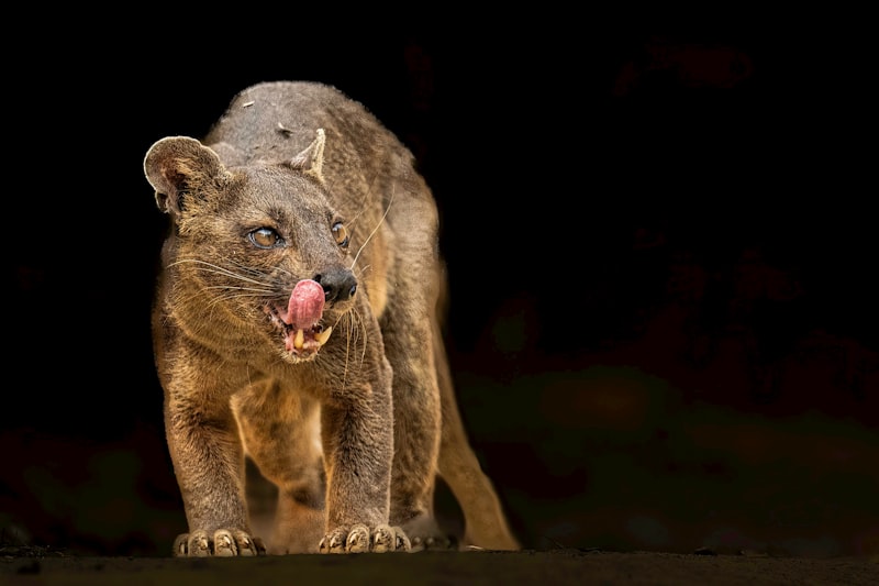 Madagaskar Hakkında Bilmeniz Gerekenler