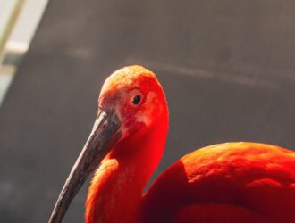 Mali Hakkında Bilmeniz Gerekenler