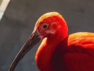Togo Hakkında Bilmeniz Gerekenler