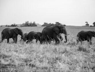 Uganda Hakkında Bilmeniz Gerekenler