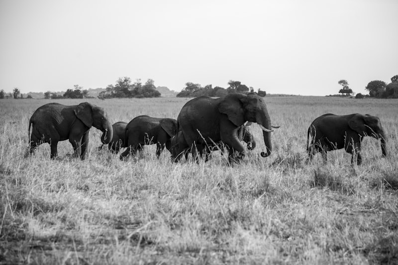 Uganda Hakkında Bilmeniz Gerekenler 1 Uganda Hakkında Bilmeniz Gerekenler